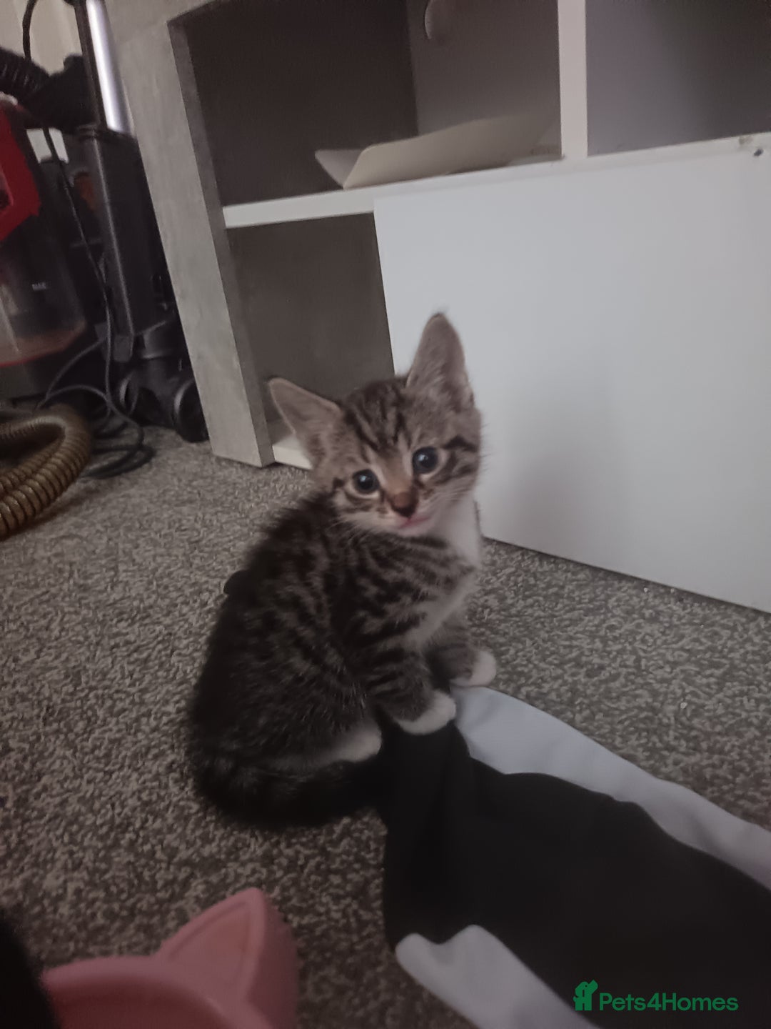 Mixed Breed cats for sale: 1 boy 3 girls  - Image 3