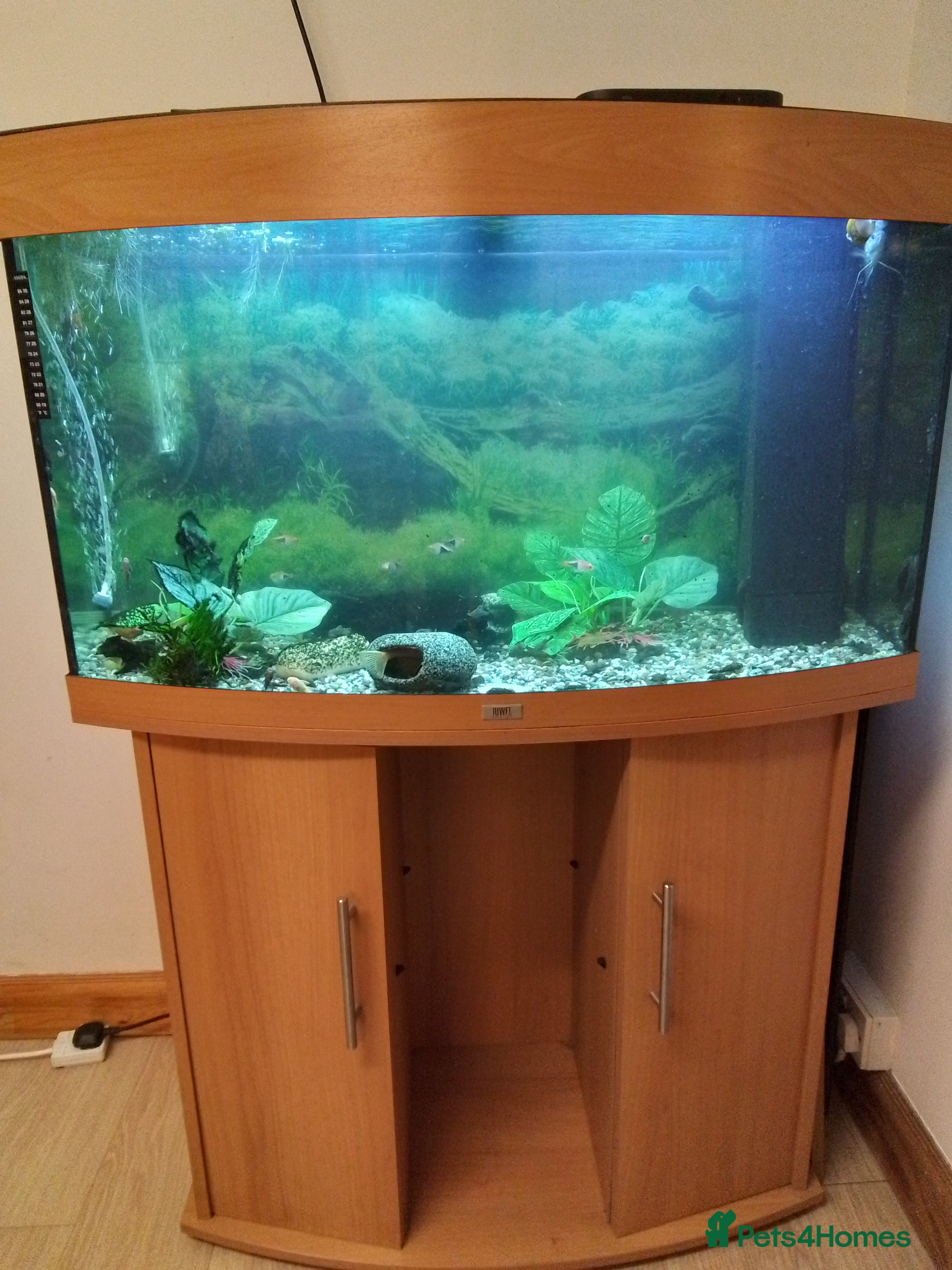 Plecos fish Fish tank - Advert 1