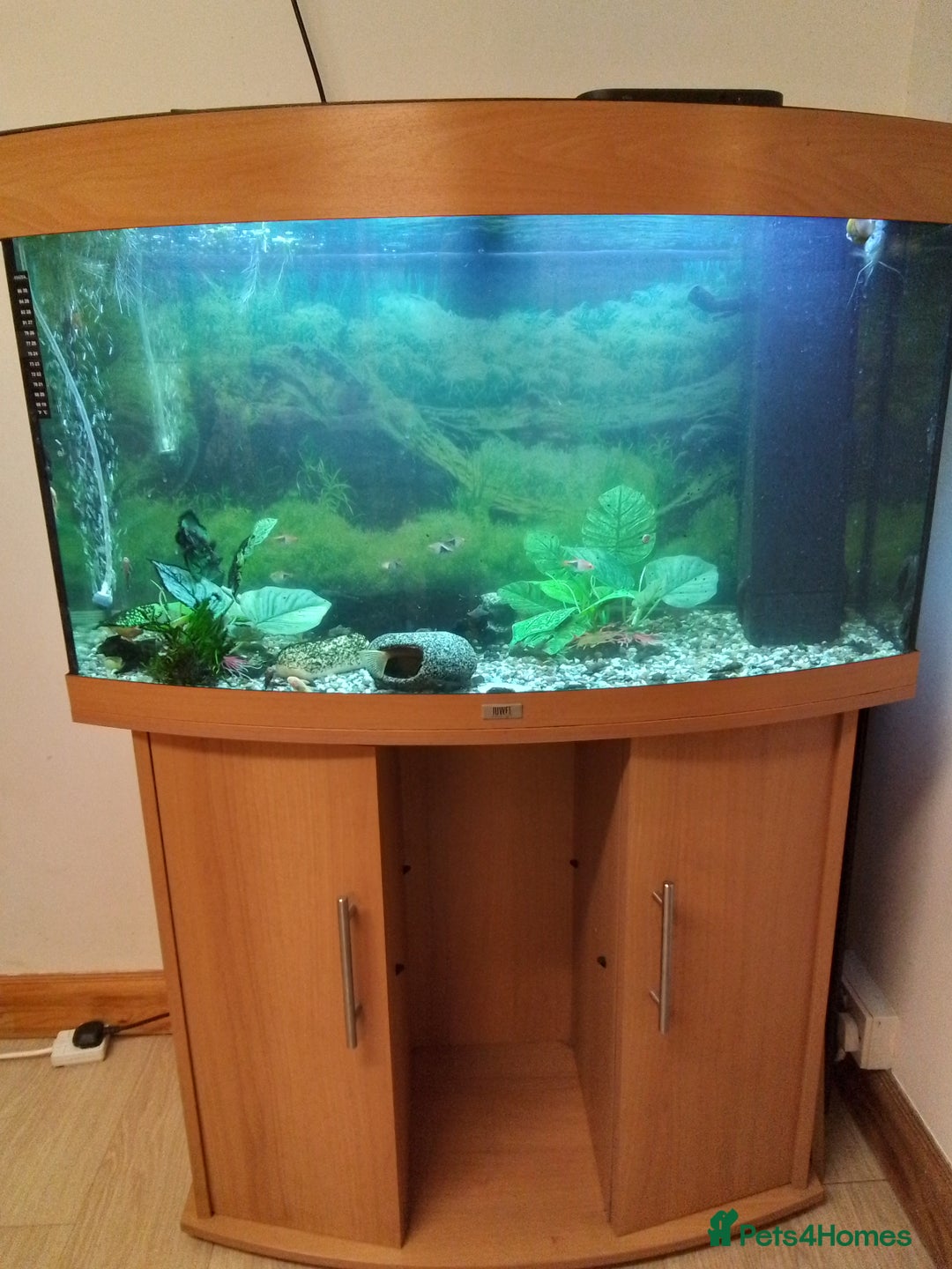 Plecos fish for sale: Fish tank - Advert 1