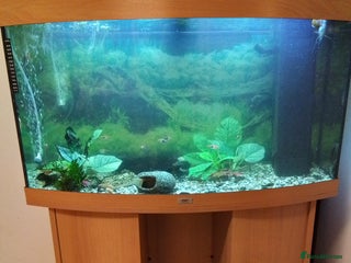 Plecos fish Fish tank - Advert 2