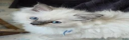 Ragdoll cats for sale: Sweet Fluffy Ragdoll Kittens Looking for Homes!  - Advert 14