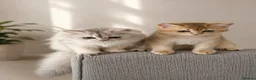 Scottish Fold cats for sale: Scottish Fold & Straight – Elegant Bloodline - Advert 10