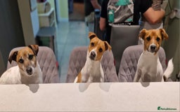 Jack Russell dogs for sale: Beautiful Jack Russell - Image 5