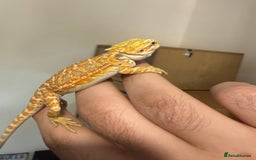 Bearded Dragon reptiles for sale: Last 3 baby dragons AVAILABLE NOW  - Image 4