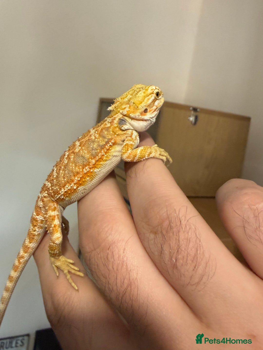 Bearded Dragon reptiles for sale: Last 3 baby dragons AVAILABLE NOW  - Image 4