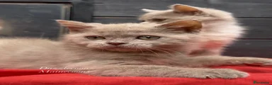 Nigel 