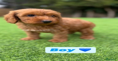 Cockapoo dogs - Advert 1