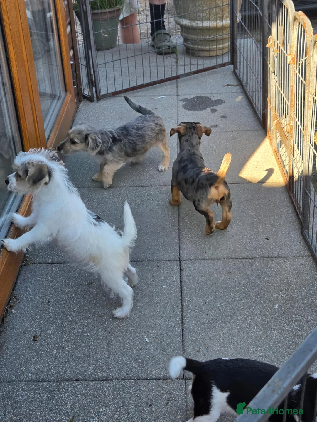 Jack Russell dogs for sale: Jack Russell Pups - Advert 15