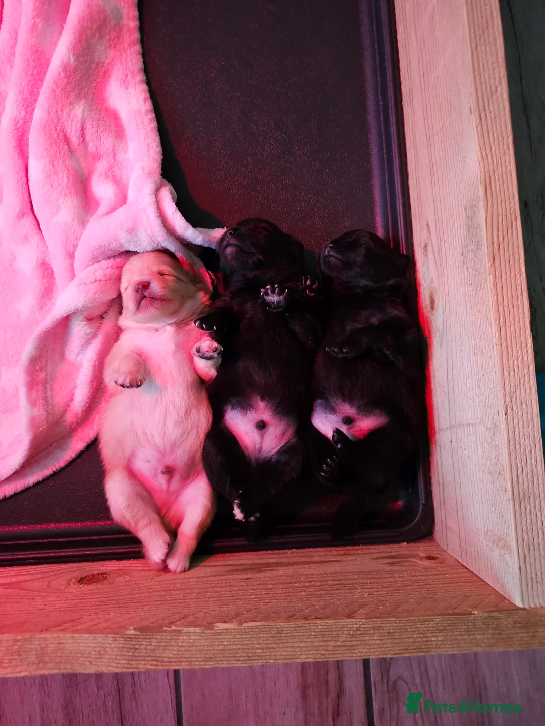 Pomeranian dogs for sale: 3 KC HANDSOME POMERANIAN BOYS - Advert 21