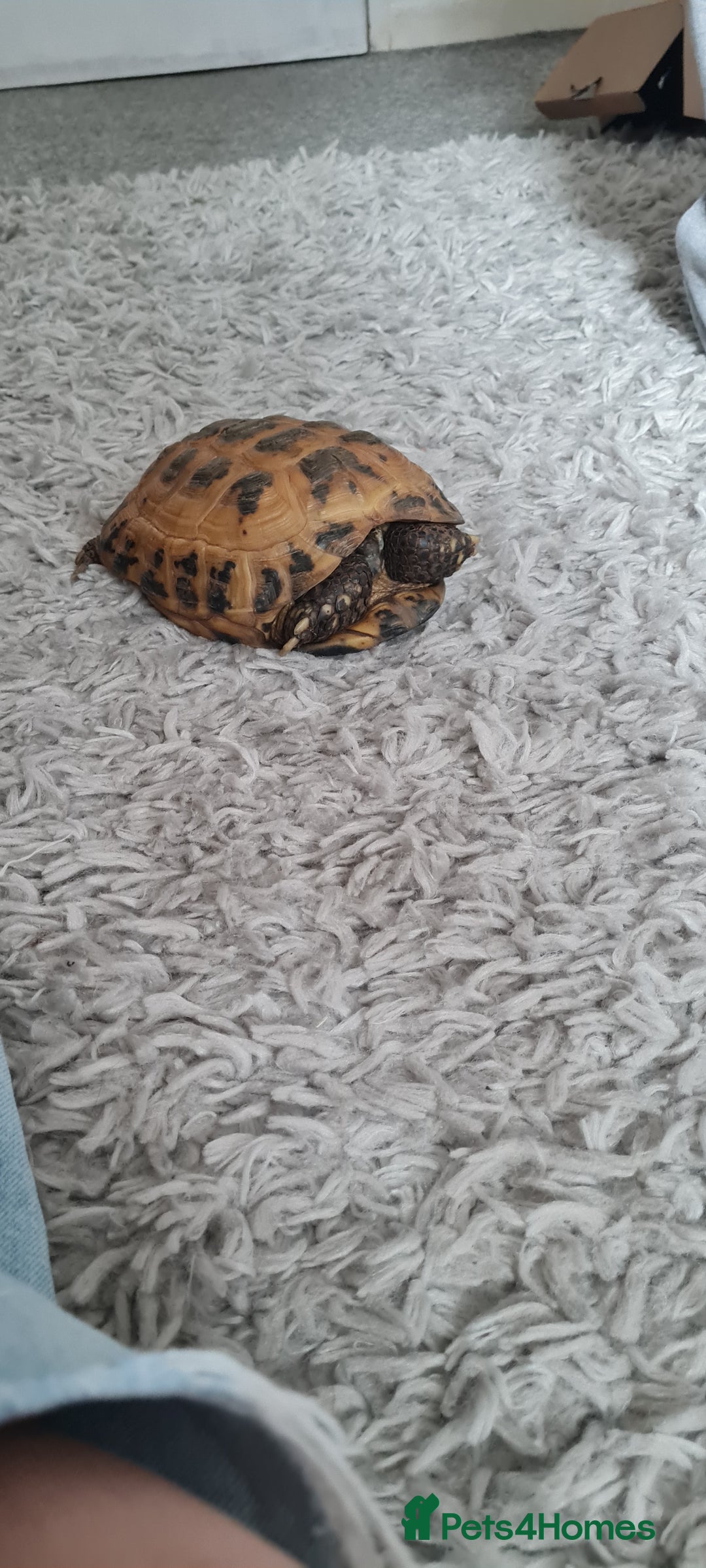 Hermann Tortoise reptiles for sale: Tortoise - Image 2