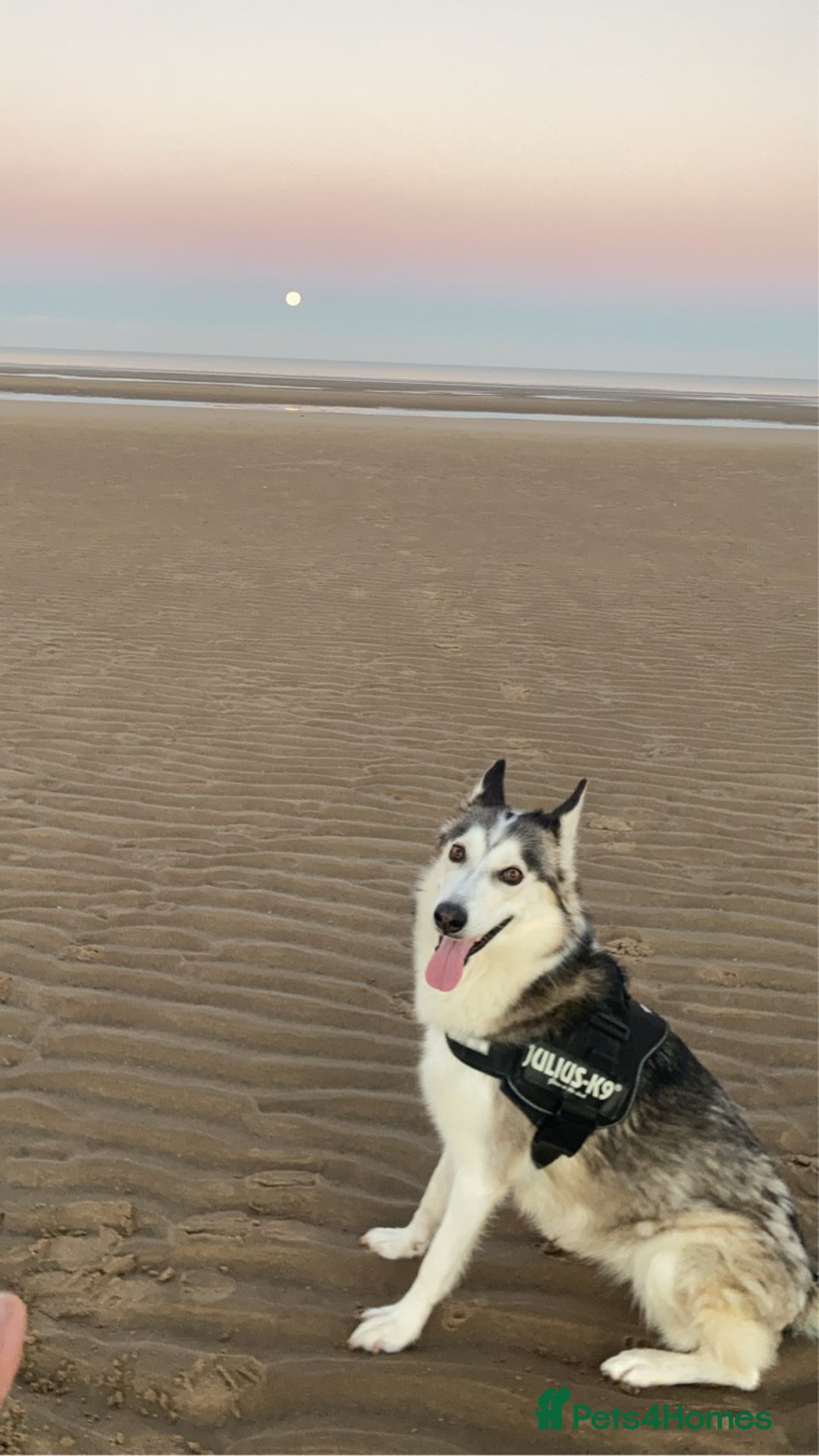 Siberian Husky dogs for sale: Lynxx - Image 5
