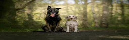 Belgian Shepherd Dog dogs for sale: FCI Female Family Protection Dog for Sale  - Advert 10