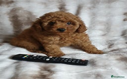 Toy Poodle dogs for sale: KC red Toy Poodle, DNA tested, champion bloodline - Image 4