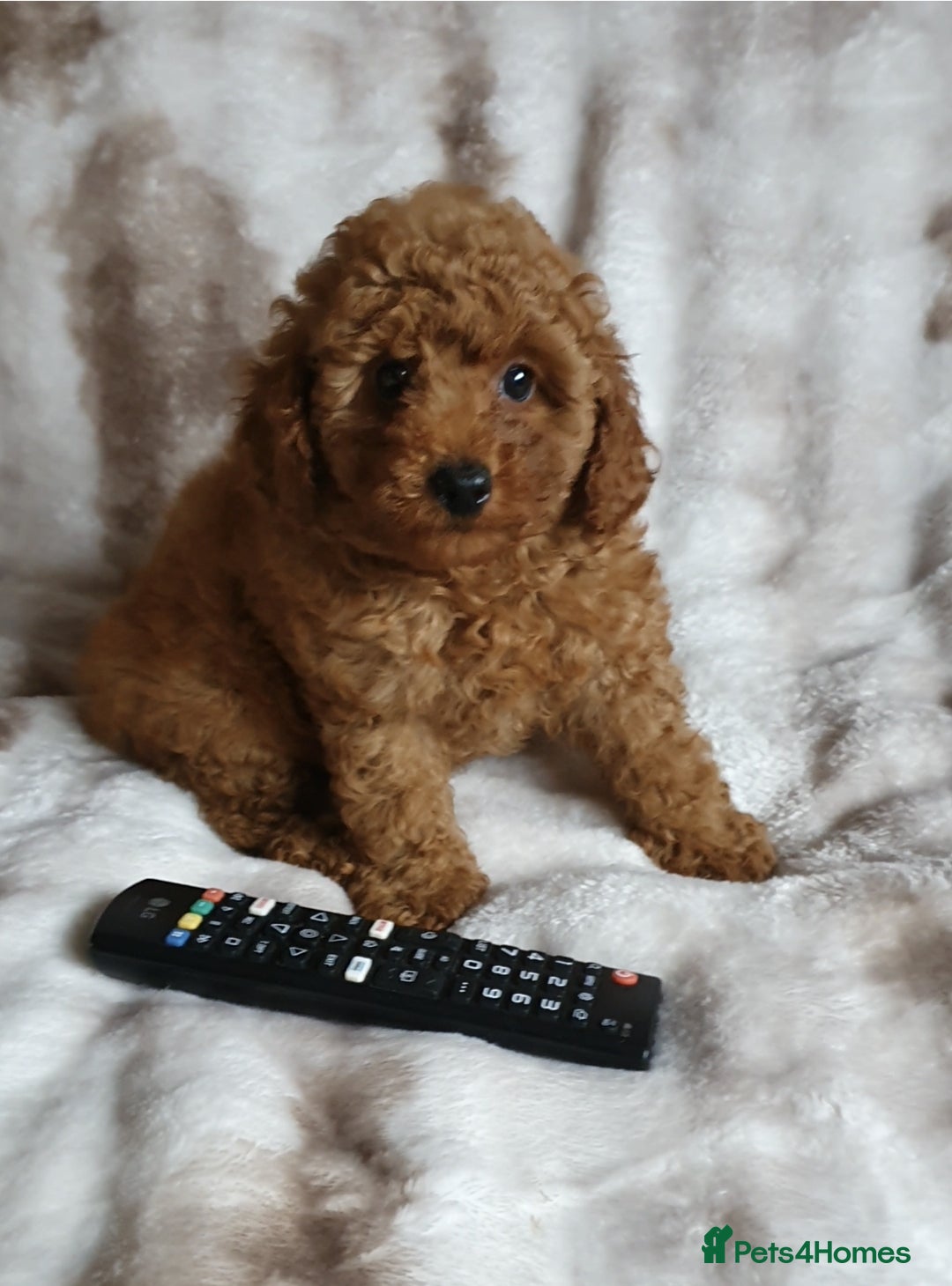 Toy Poodle dogs for sale: KC red Toy Poodle, DNA tested, champion bloodline - Image 4