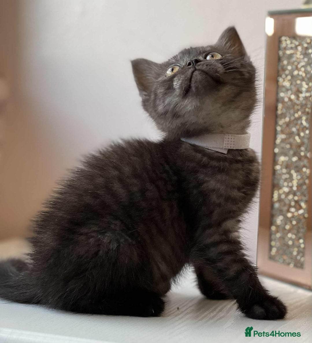 British Shorthair cats for sale: British Shorthair kittens - Image 6