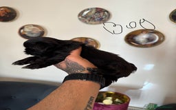 Shih Tzu dogs for sale: Shih Tzu - Image 2