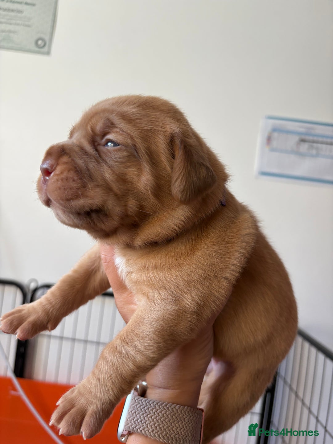 Dogue De Bordeaux dogs for sale: KC reg Dogue de Bordeaux puppies  - Image 27