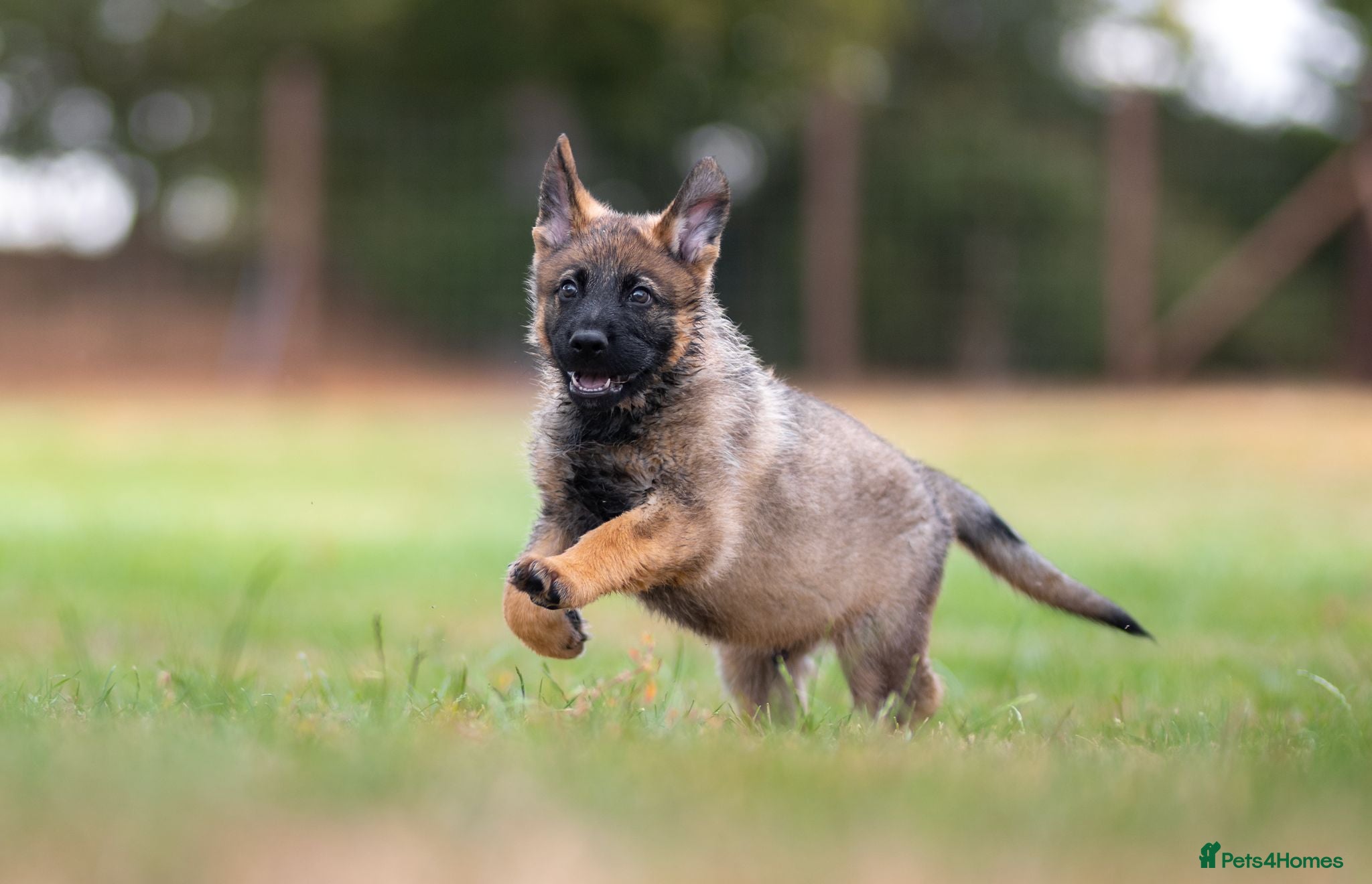 German Shepherd dogs Working line KC GSD pups  - Advert 1