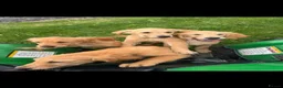 Golden Retriever dogs for sale: Beautiful KC dark gold healthy boys - Advert 4