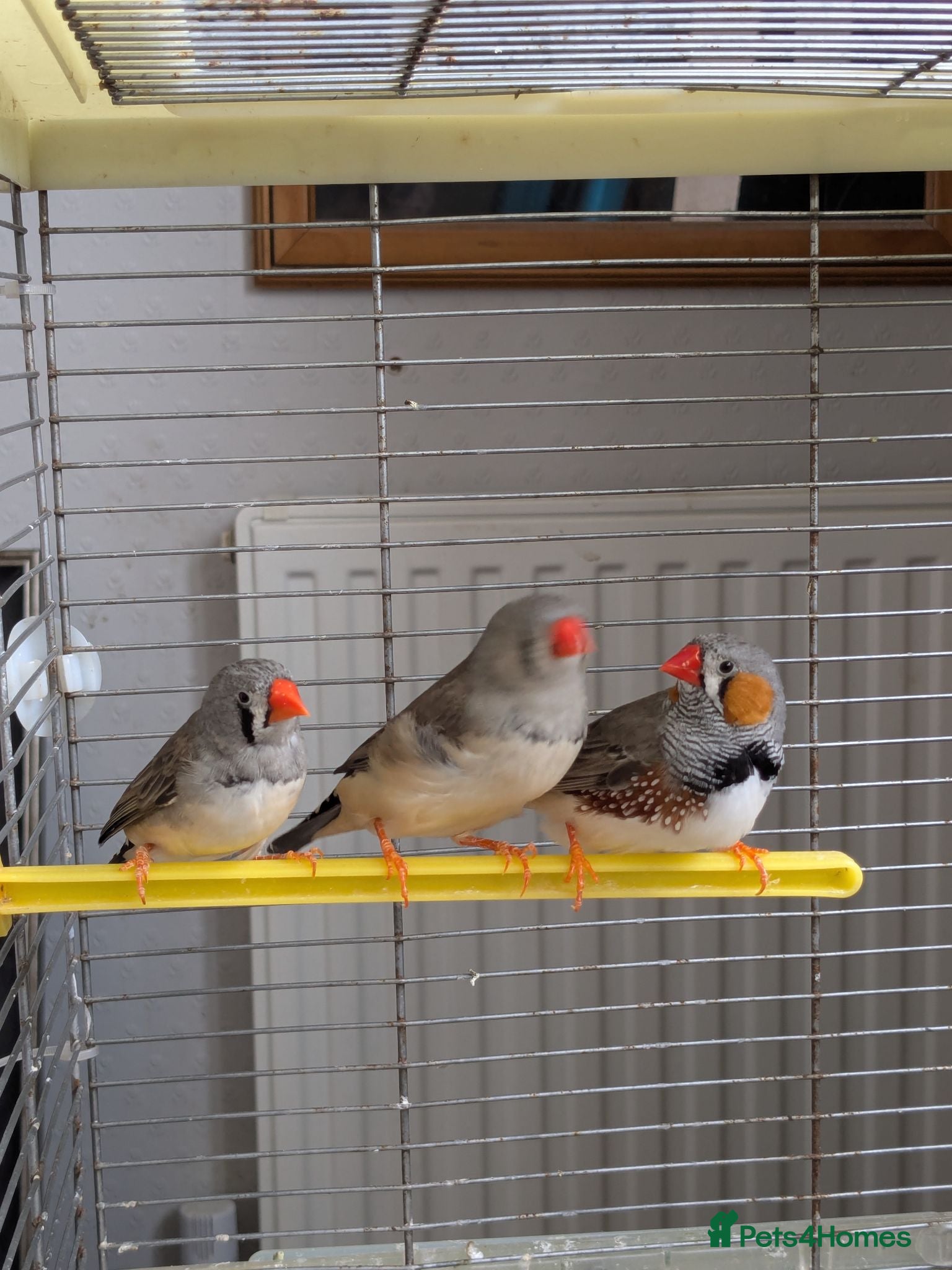 Finches birds 3 Zebra Finches  - Advert 3