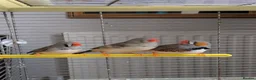 Finches birds for sale: 3 Zebra Finches  in Llandrindod Wells - Advert 1