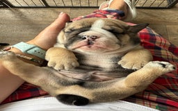 English Bulldog dogs for sale: KC Reg English Bulldog Pups - Image 19