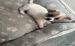 Chihuahua dogs for sale: Beautiful chihuahua puppys - Image 17