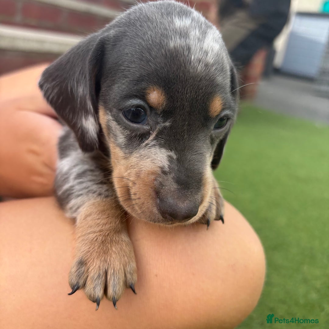 Miniature Dachshund dogs for sale: Miniature dachshund puppy’s TO LEAVE NOW in Luton - Image 11