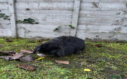Mini Lop rabbits for sale: Two female rabbits  - Image 3