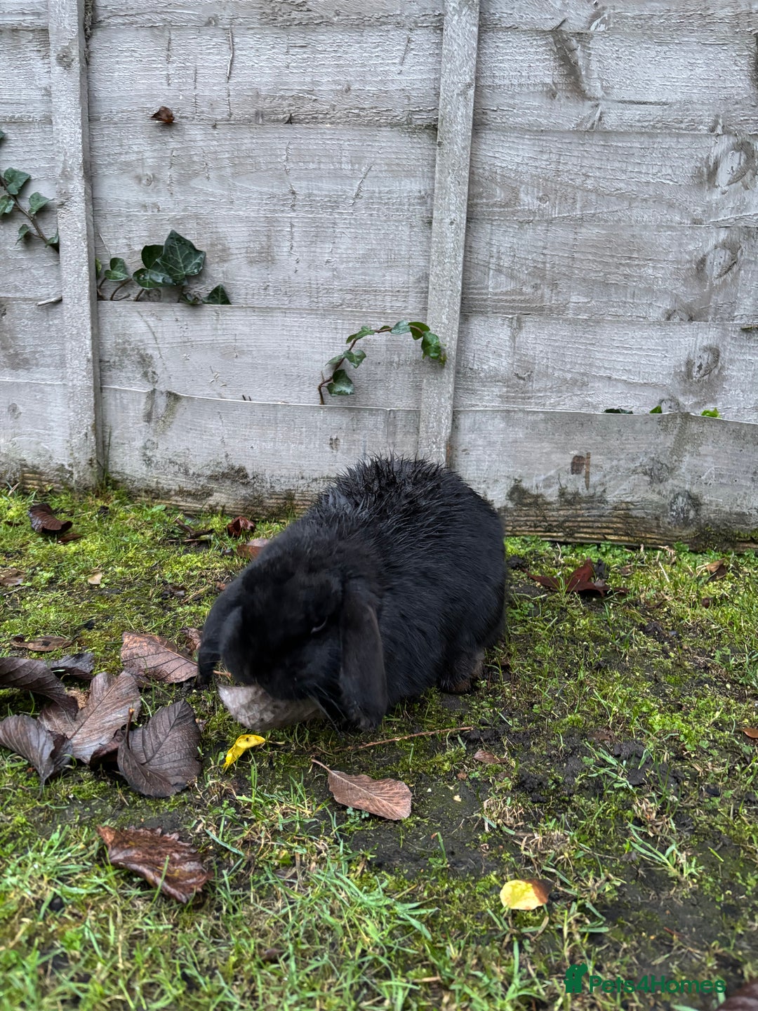 Mini Lop rabbits for sale: Two female rabbits  - Image 3