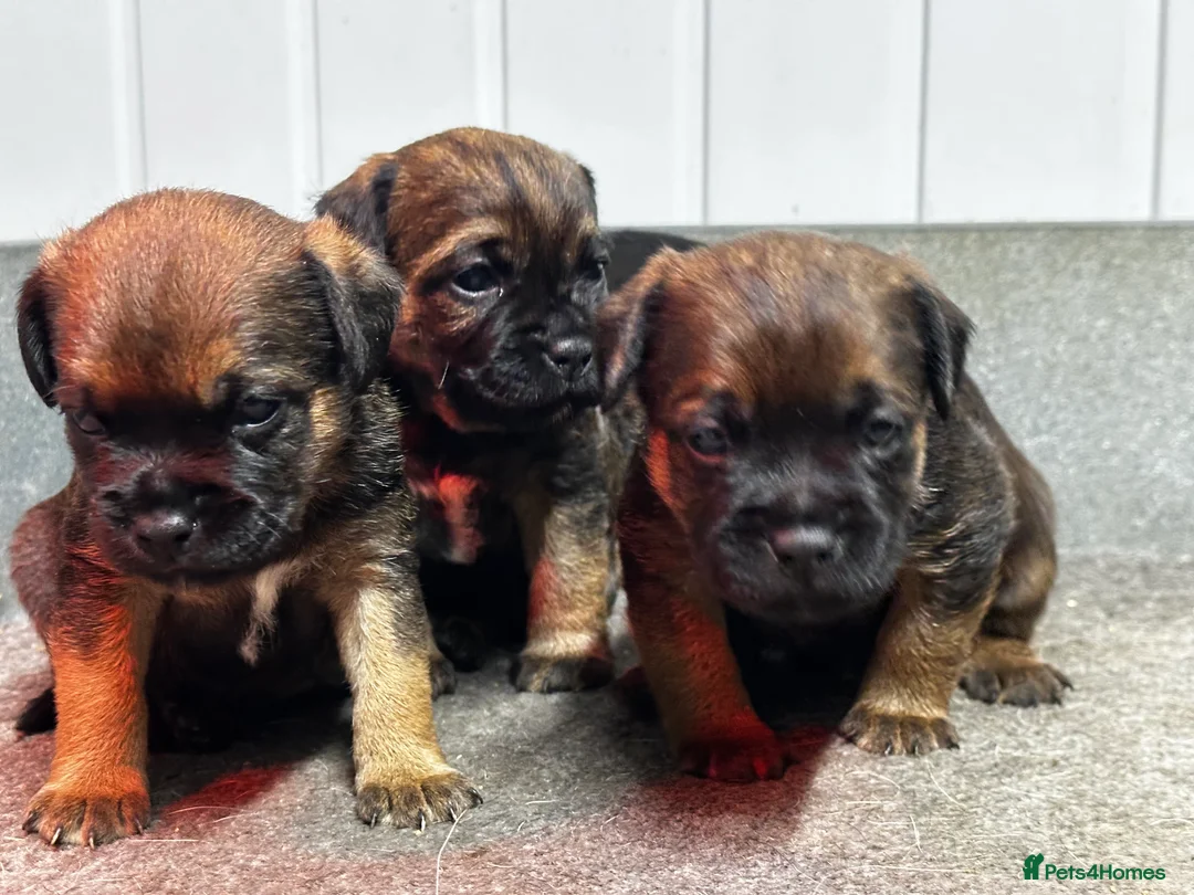 Border Terrier dogs for sale: KC Border Terrier Puppies - Advert 9