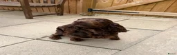 Cocker Spaniel dogs for stud: Working Cocker Spaniel Stud Brown in London - Advert 2