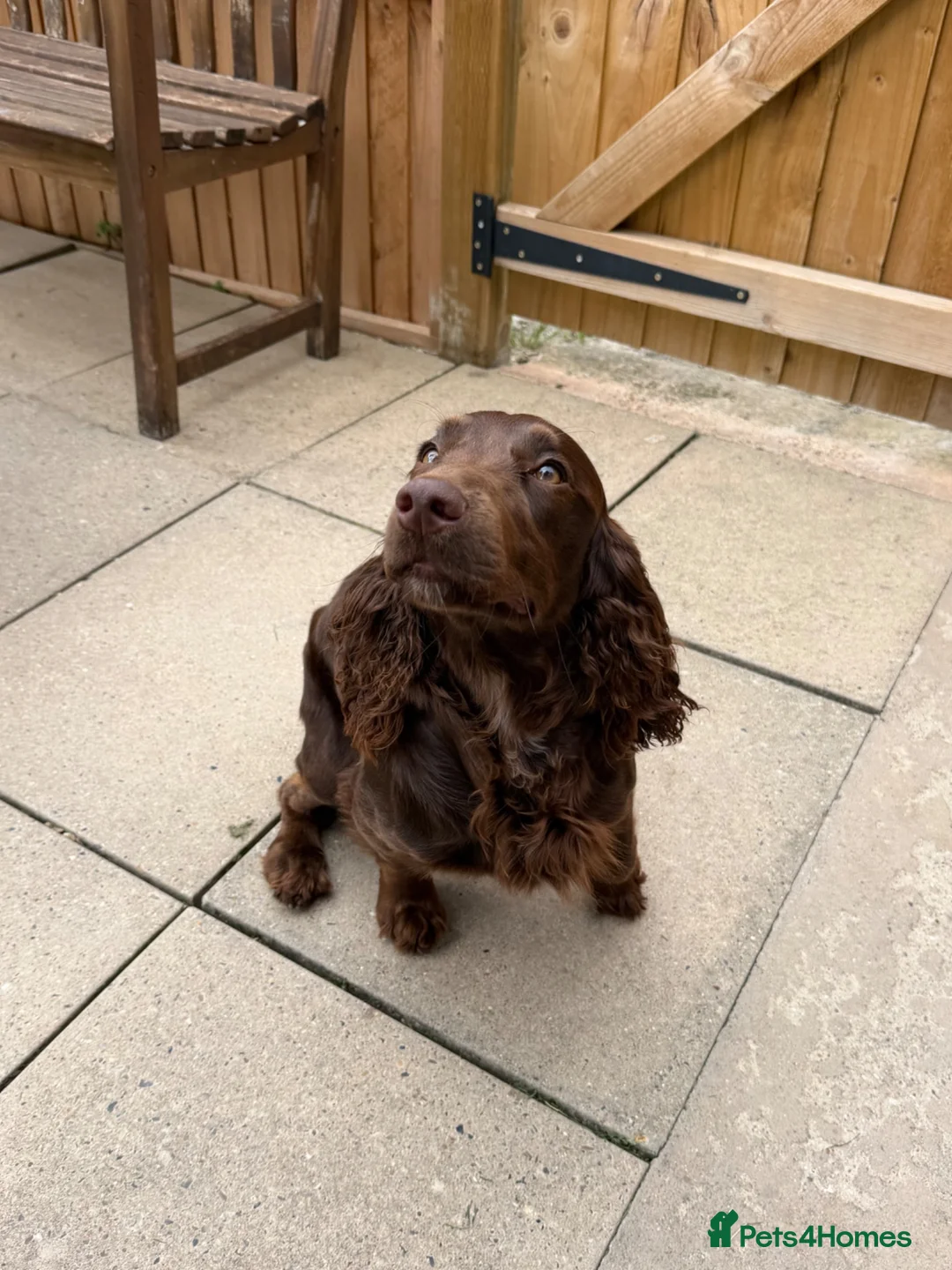 Cocker Spaniel dogs for stud: Working Cocker Spaniel Stud Brown in London - Advert 2