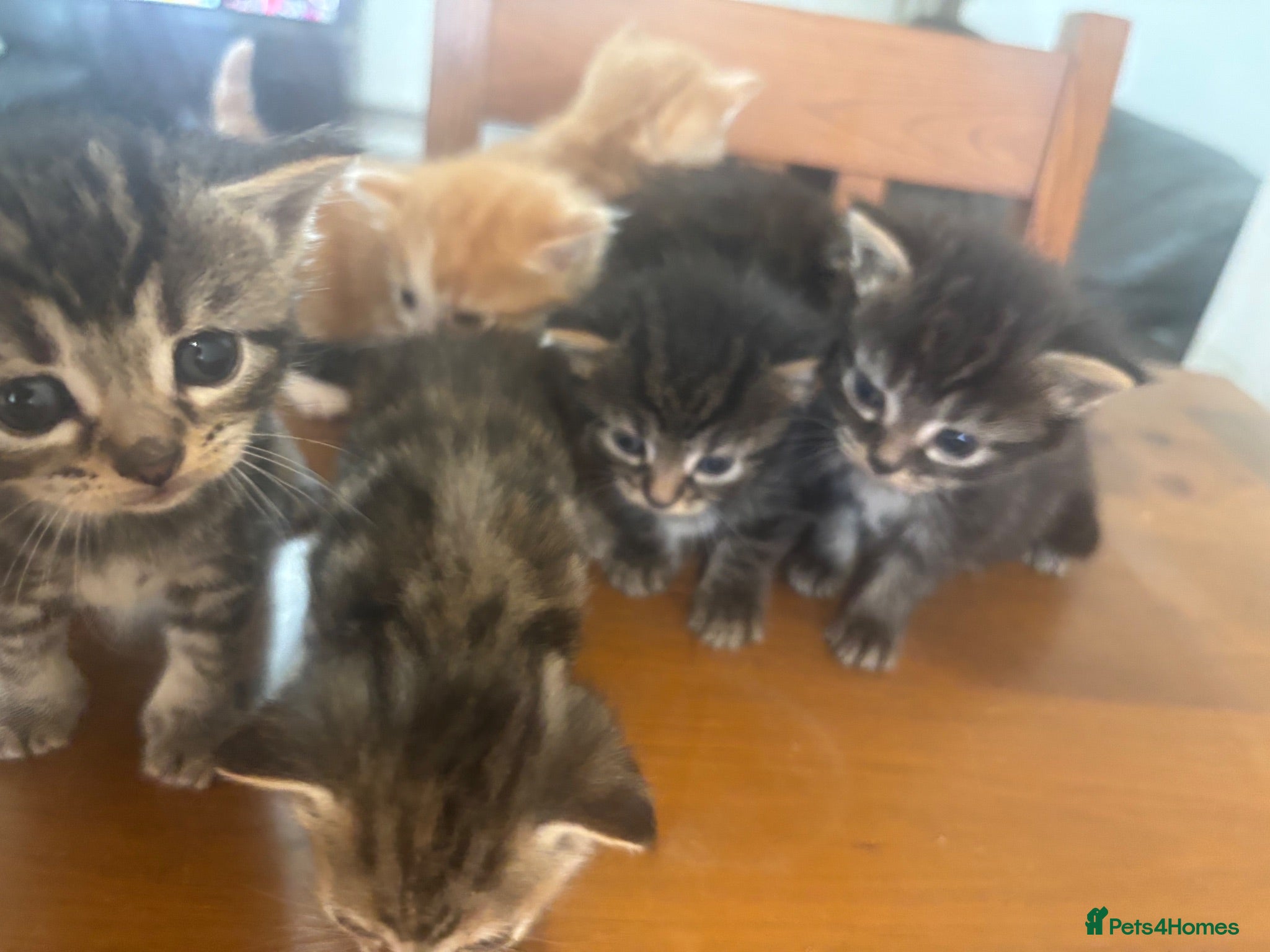 Mixed Breed cats Adorable Kittens for Sale - Advert 10