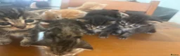 Mixed Breed cats for sale: Adorable Kittens for Sale in Thornton Heath - Advert 1