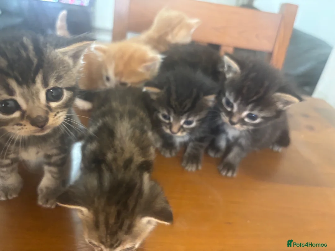 Mixed Breed cats for sale: Adorable Kittens for Sale in Thornton Heath - Advert 1