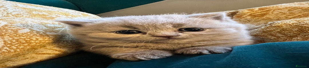 British Shorthair Kitten 1