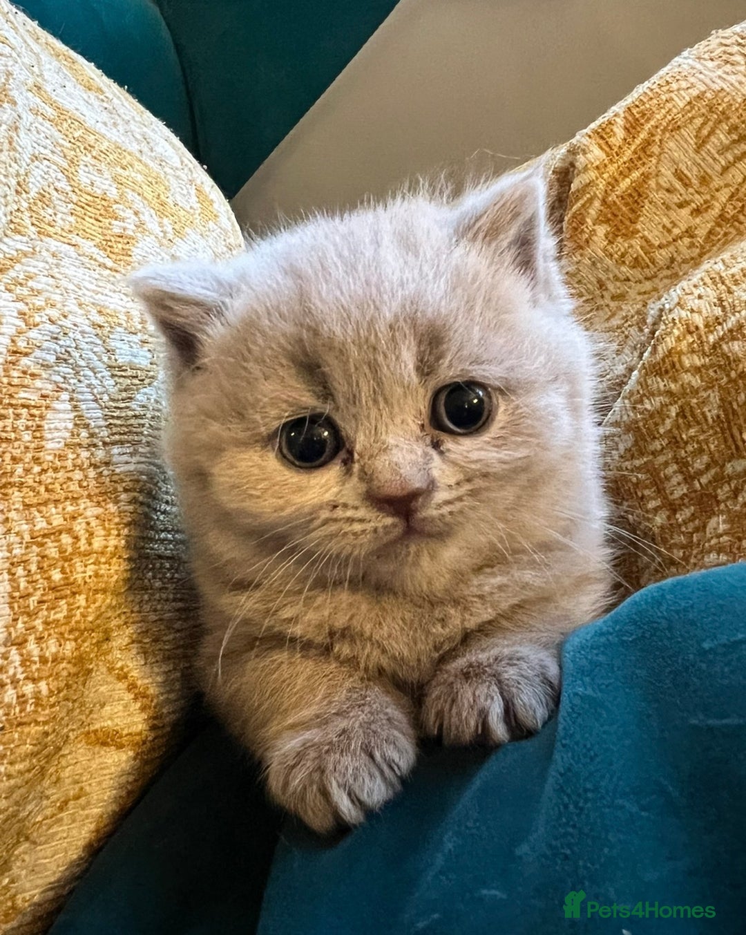 British Shorthair cats for sale: 4 beautiful lilac and blue kittens. - Advert 5