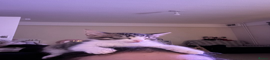 British Shorthair Kitten 1