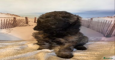 Mixed Breed dogs - Advert 2