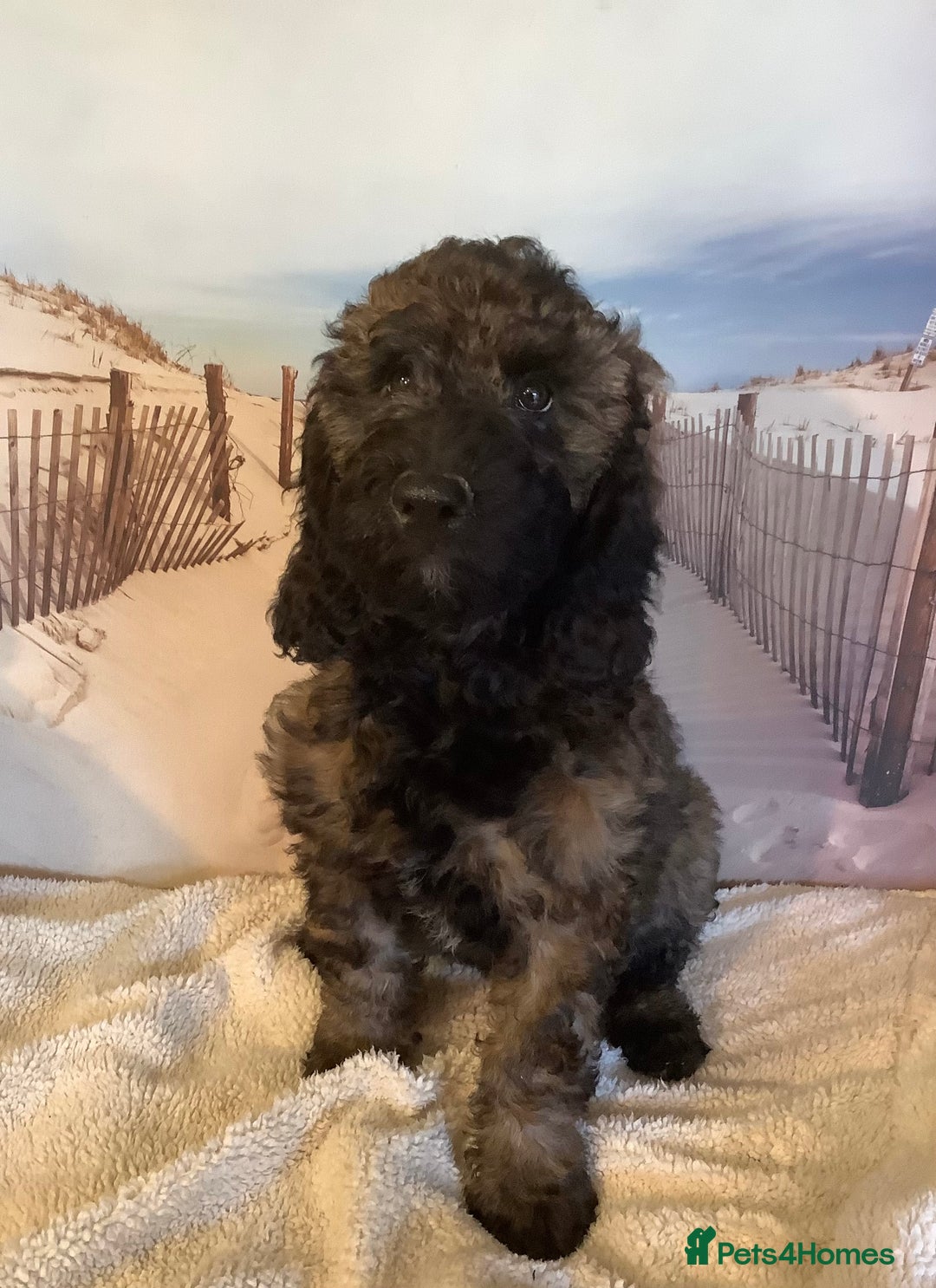 Mixed Breed dogs for sale: Ready now for their 5* homes - Image 2