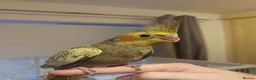 Cockatiels birds for sale: Cockatiel - Hand Tamed Baby - Ready Now - Advert 3