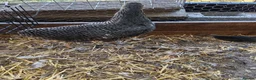 Chickens poultry for sale: POL chickens - Advert 7