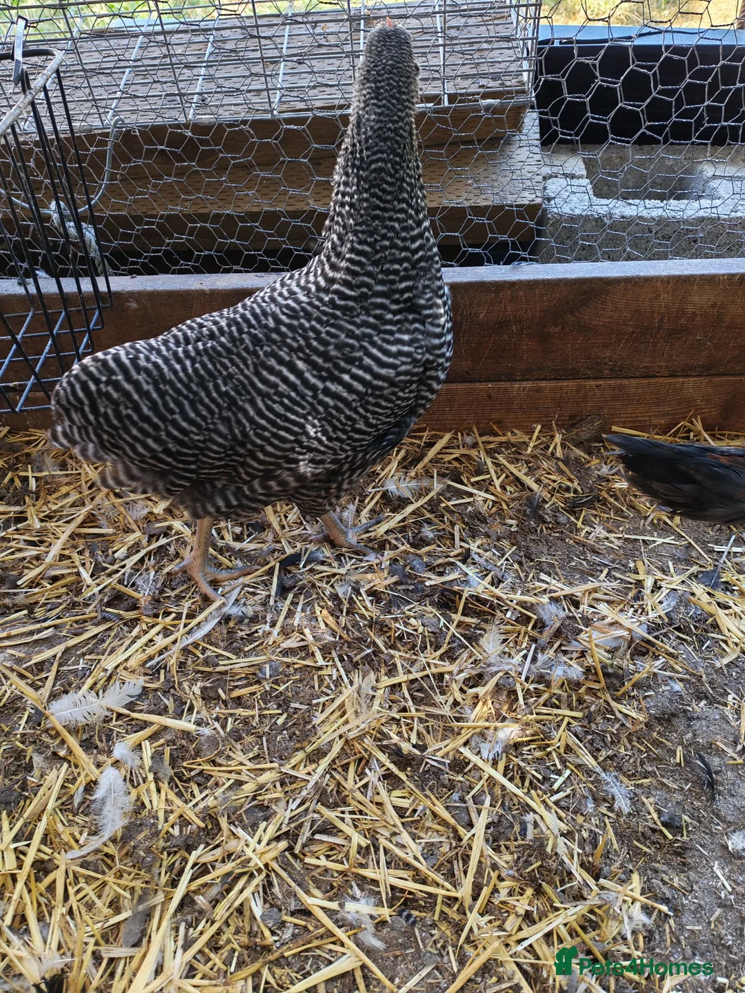 Chickens poultry for sale: POL chickens - Advert 7