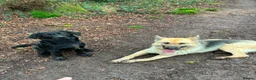 German Shepherd dogs for sale: German Shepherd  in Bristol - Advert 8