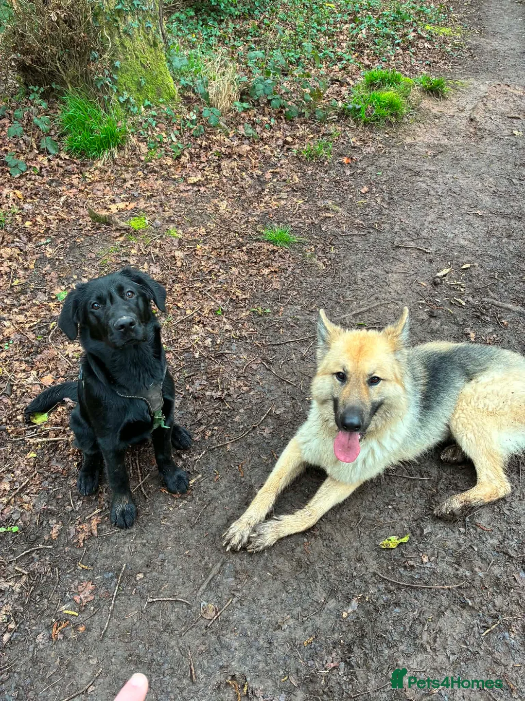 German Shepherd dogs for sale: German Shepherd  in Bristol - Advert 8