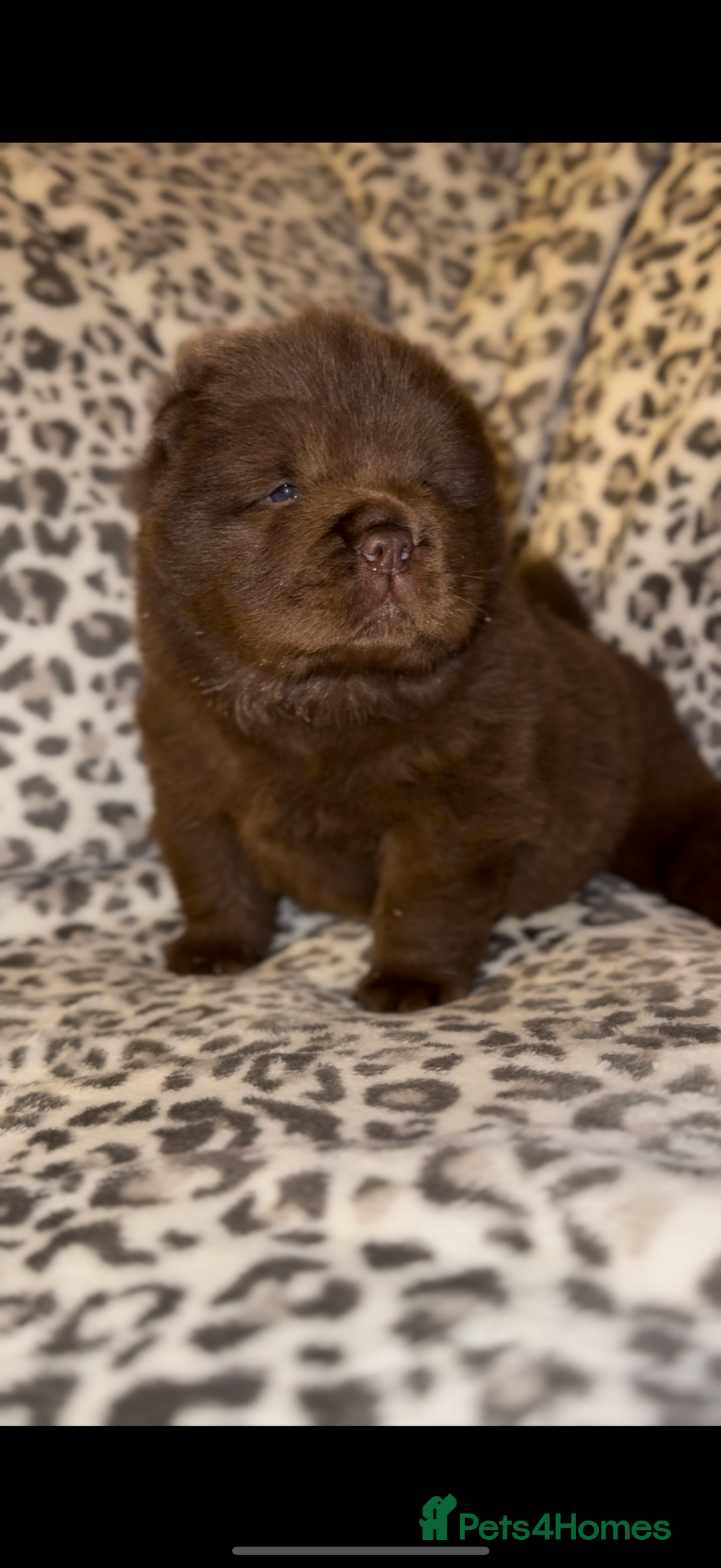Chow Chow dogs for sale: 2 chow chow baby’s available  - Image 3