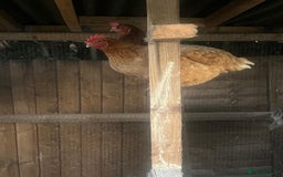 Chickens poultry for sale: Maran / silkie / Brahma / ISA brown  - Image 3
