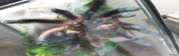Tarantulas invertebrates for sale: Tarantula Collection  in Sturminster Newton - Advert 10
