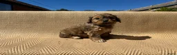 Mixed Breed dogs for sale: Havatoodle Pups - Advert 21